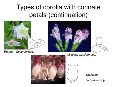 PPT - Flower morphology PowerPoint Presentation - ID:3614831