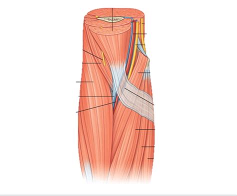 Cubital Fossa Diagram Quizlet