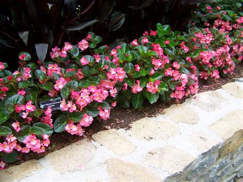 Begonia X Benariensis Big™ Rose With Bronze Leaf Big™ Rose With Bronze Leaf Begonia On