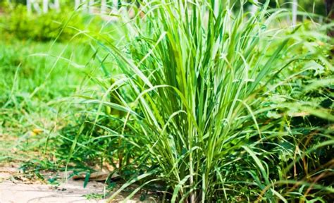 Best Lemongrass Companion Plants And You Should Avoid