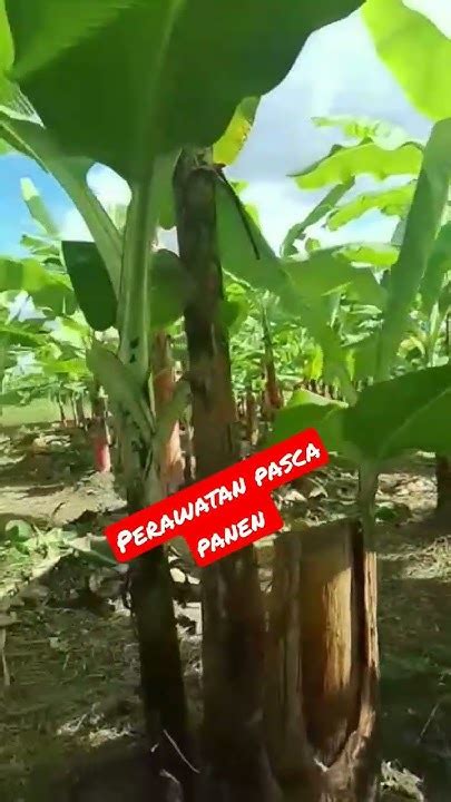 Perawatan Pasca Panen Pisang 🍌 Cavendish Banyuwangi Cavendishbanana