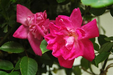 Rosa Chinensis Jacq Rose Biblio