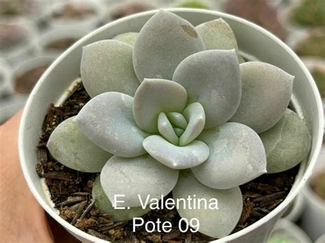 ECHEVERIA VALENTINA Comprar em Suculindas da Ioiô