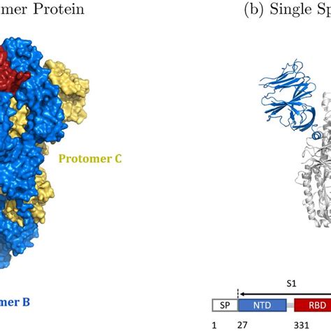 3D Structure of a Spike Protein. (a) Crystal structure of the spike ...