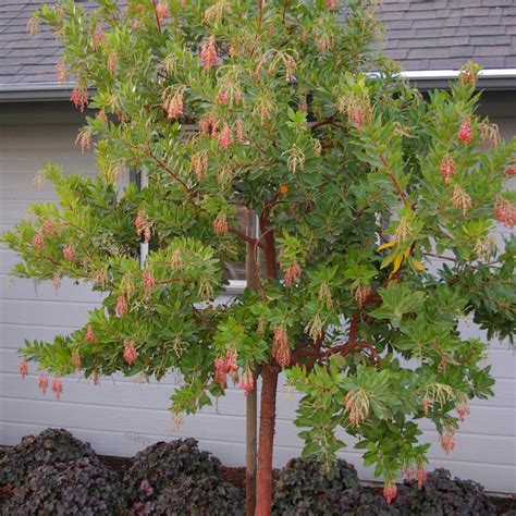 Arbutus Unedo Marina Strawberry Tree From Belmont Nursery