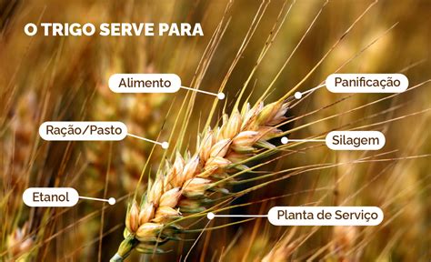 Trigo Tropical Como O Mapa E A Embrapa Trabalham Para Aumentar A