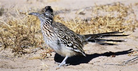 Greater Roadrunner, New Mexico state bird | New mexico santa fe, New