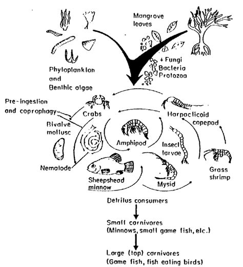 Mangrove Forest Diagram