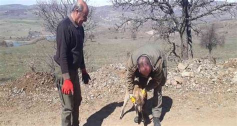 Tedavisi yapılan yavru yaban keçisi doğaya bırakıldı İhlas Haber Ajansı