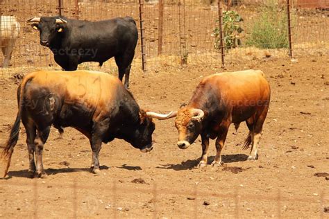 Farm Of Bulls Ranch Style Farming 10770279 Stock Photo At Vecteezy