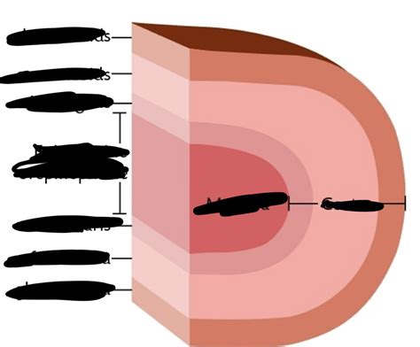 Adrenal gland schematic Diagram | Quizlet