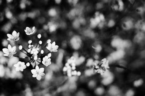 Banco De Imagens Rvore Natureza Ramo Flor Bokeh Preto E Branco