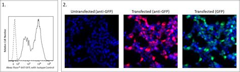 Alexa Fluor Mouse Anti Gfp