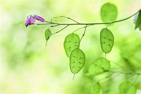 Lunaria: The History and Symbolism of the Honesty Flower - Petal Republic