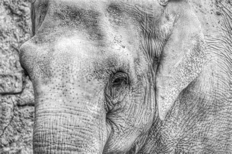 Elefante Blanco Y Negro Fotos De Stock Im Genes De Elefante Blanco Y