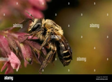 Closeup On A Hairy Female Of The Red Bartsia Blunt Horn Bee Meliita