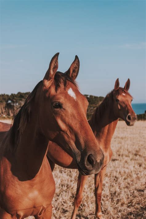 Aesthetic Horse Wallpapers Wallpaper Cave