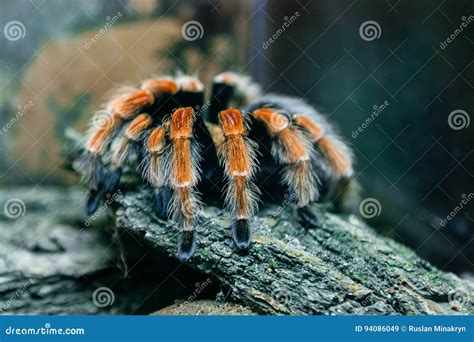 Spider tarantula stock image. Image of poison, brachypelma - 94086049