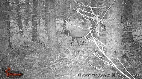 Washington Elk Hunting October 2020 Pnw Bestlife