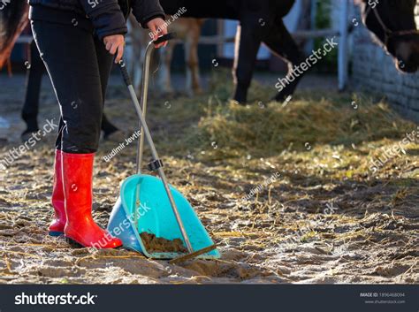 Girl Collecting Horse Excrement Shovel Stableyard Foto Stock Editar