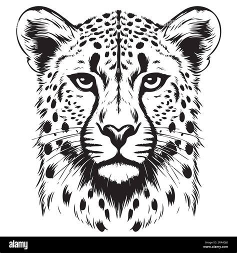 Cheetah Head Sketch Hand Drawn Graphic Safari Animals Vector Stock Vector Image & Art - Alamy