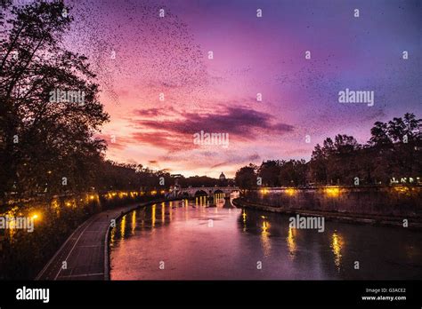 Italy Lazio Rome Flock Of Birds In The Sky Stock Photo Alamy