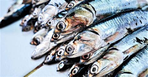 Anchoveta Segunda Temporada De Pesca 2024 Se Iniciará El 1 De