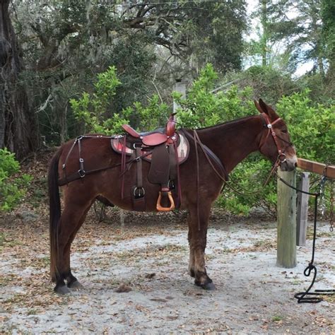 Affordable Mule Saddle The Trail Lite Saddle By Steve Edwards