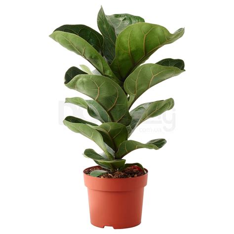 Купить Комнатное растение FICUS LYRATA BAMBINO 104.853.65 IKEA (ИКЕА ...