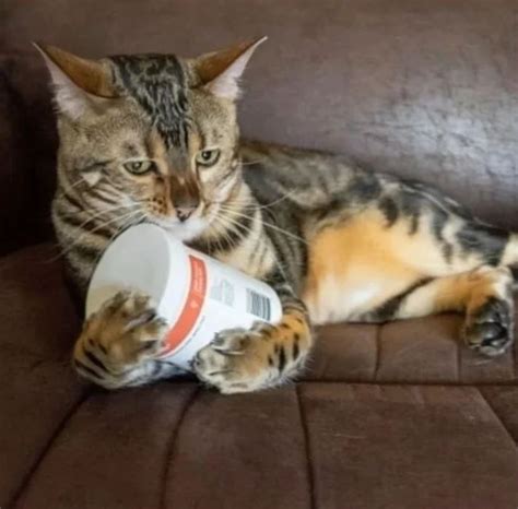 Cats - Nova Animal