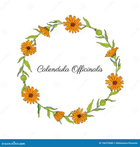 Guirnalda De La Flor Del Calendula Aislada En El Fondo Blanco