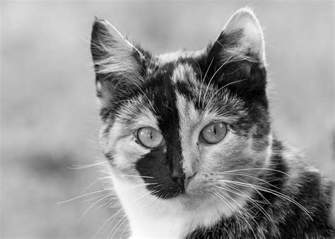 200 Free Calico Cat And Cat Images Pixabay