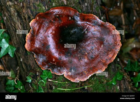 Bay Polypore Fungus Polyporus Durus Polyporaceae Syn Polyporus