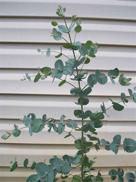 How To Grow Eucalyptus Plants