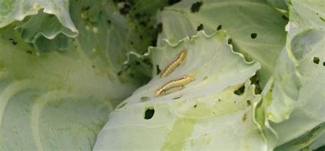 Prevent And Control Cabbage Worms From Damaging Your Garden