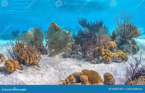 Caribbean Coral Garden Stock Image Image Of Reef Diving 293027347