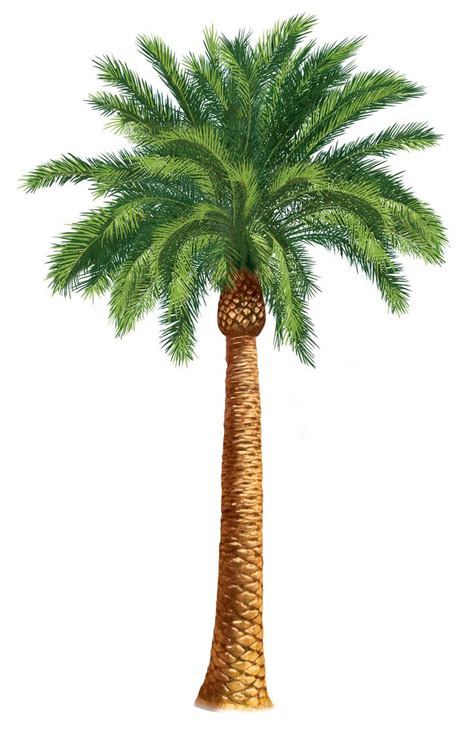 Palm Tree Clipart Pictures – Clipartix