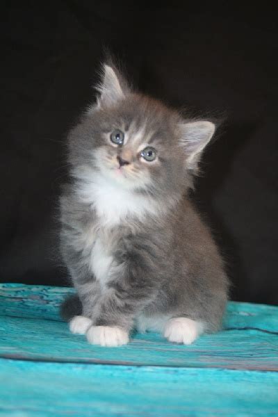 Chaton Maine Coon CHATON blue blotched tabby mâle disponible en