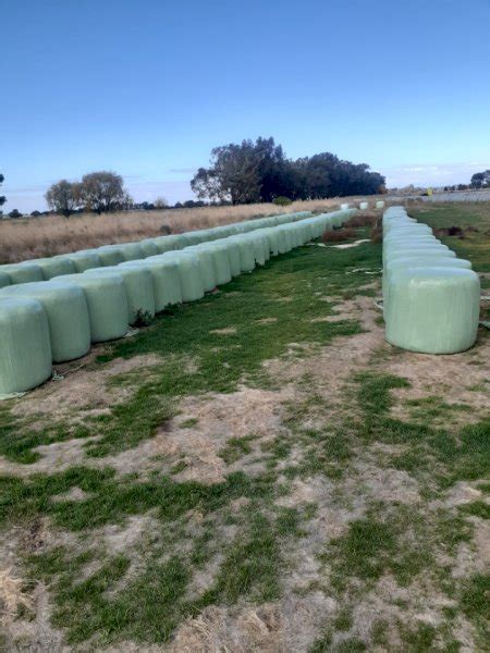 Oats, Rye and Shaftal Silage | Farm Tender