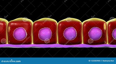 Simple Cuboidal Epithelium Stock Illustration Illustration Of Exocrine