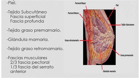 Anatomia Da Mama Quadrantes Retoedu