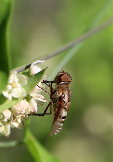 IMG 9788 Bee Fly Liz Makings Flickr