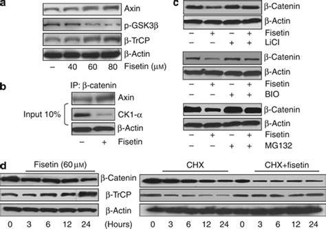 Fisetin regulates cellular β-catenin levels through modulation of the ... 