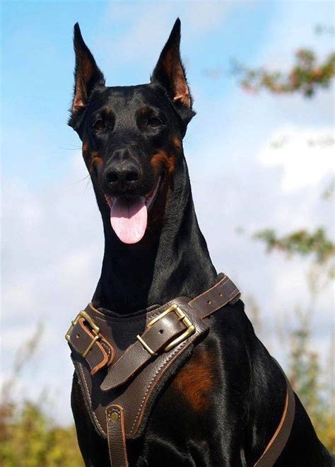 Are Doberman Pinscher Good Guard Dogs