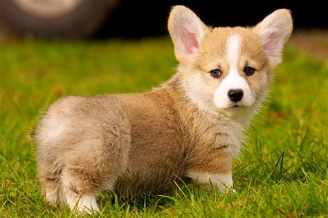 The Ultimate Guide to Buying A Corgi - MyFavCorgi