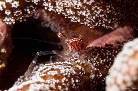 Coral Shrimp Shrimp Coral Insects