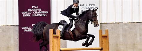 American Morgan Horse Association Ã¢Â€Â Hunter Jumper