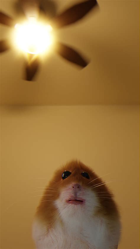 Your Welcome Hamster