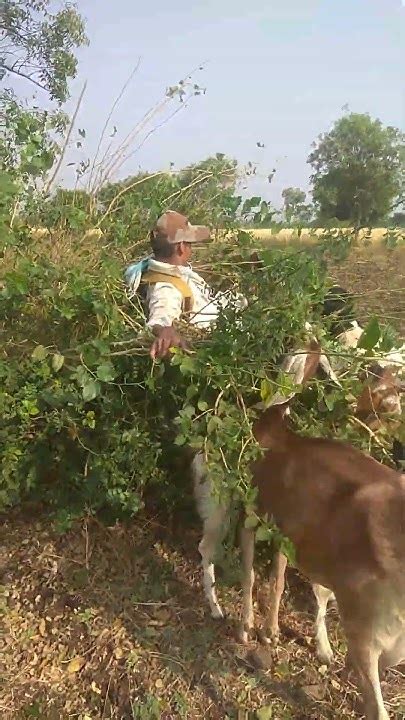 Gavran Sheli Goat Farming Sheli Palan In Maharashtra Sheli Palan