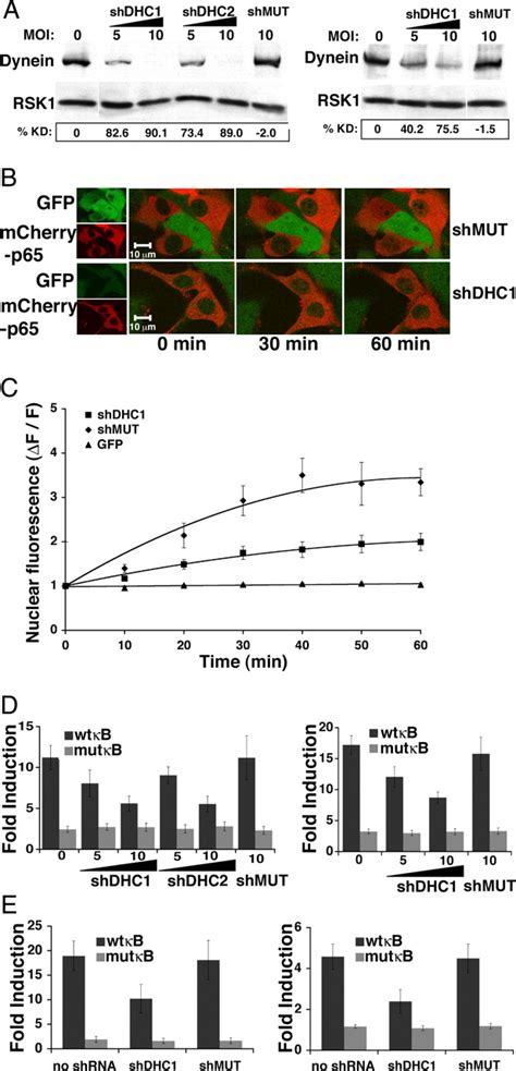 Stimulated nuclear translocation of NF κB and shuttling differentially